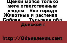 Щенки мопса только мега-ответственным людям - Все города Животные и растения » Собаки   . Тульская обл.,Донской г.